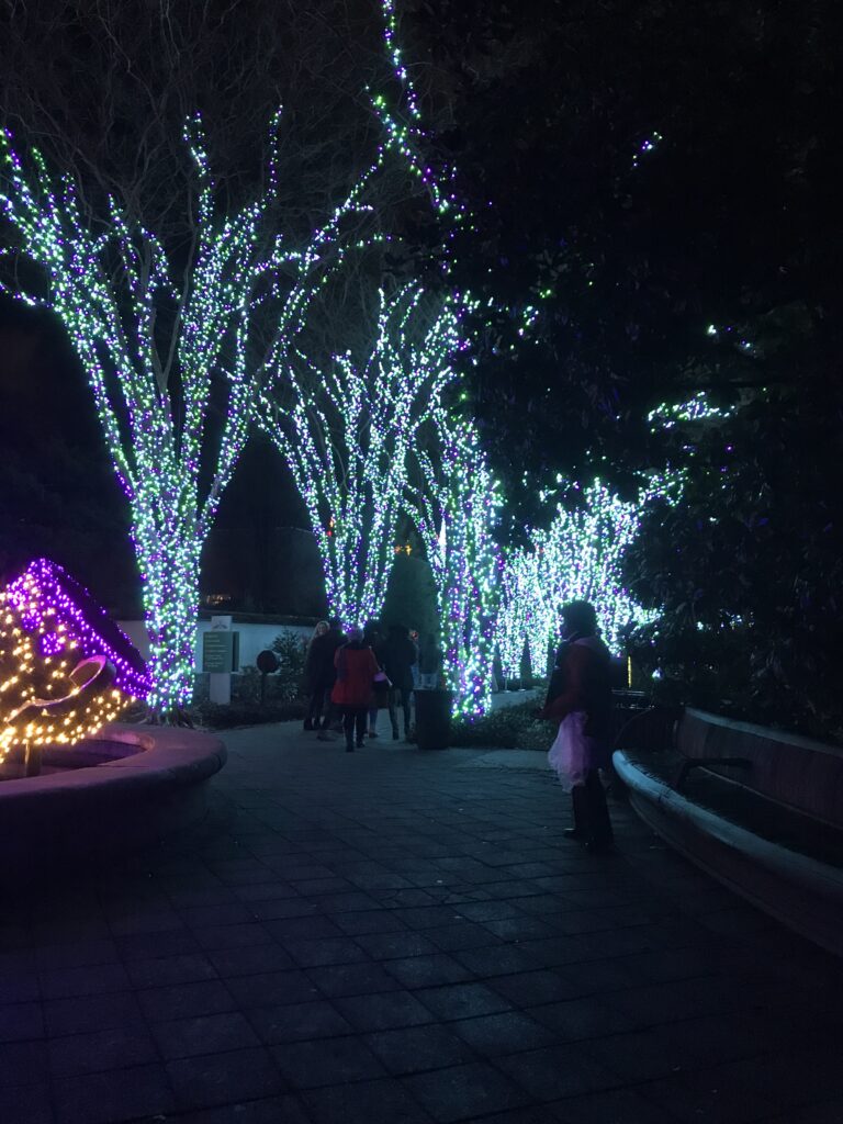 Botanical Garden Lights-1