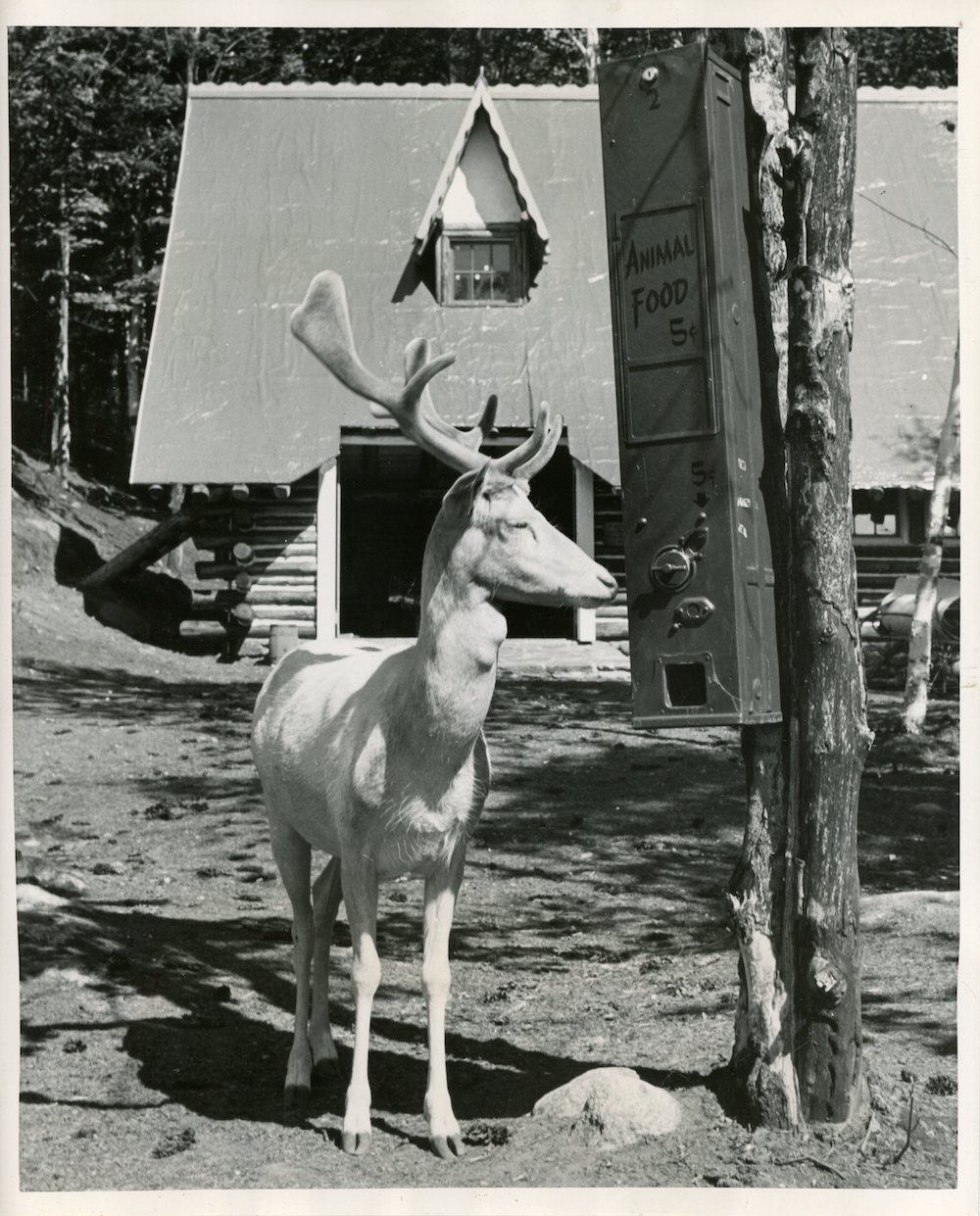 Fallow Deer, Press Photo, circa 1950s