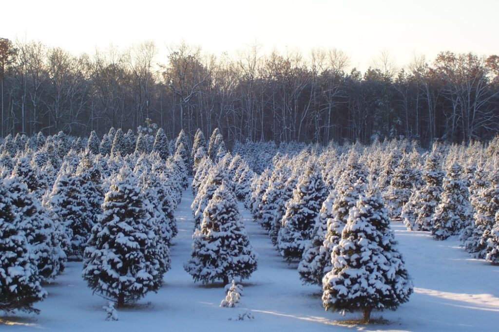 Tree Farm